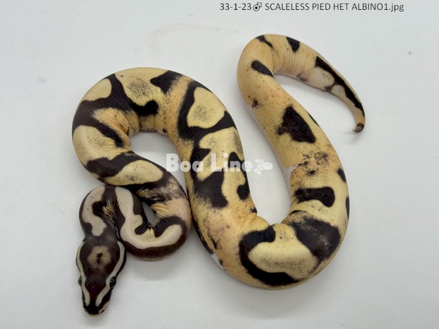 SCALELESS PIED HET ALBINO